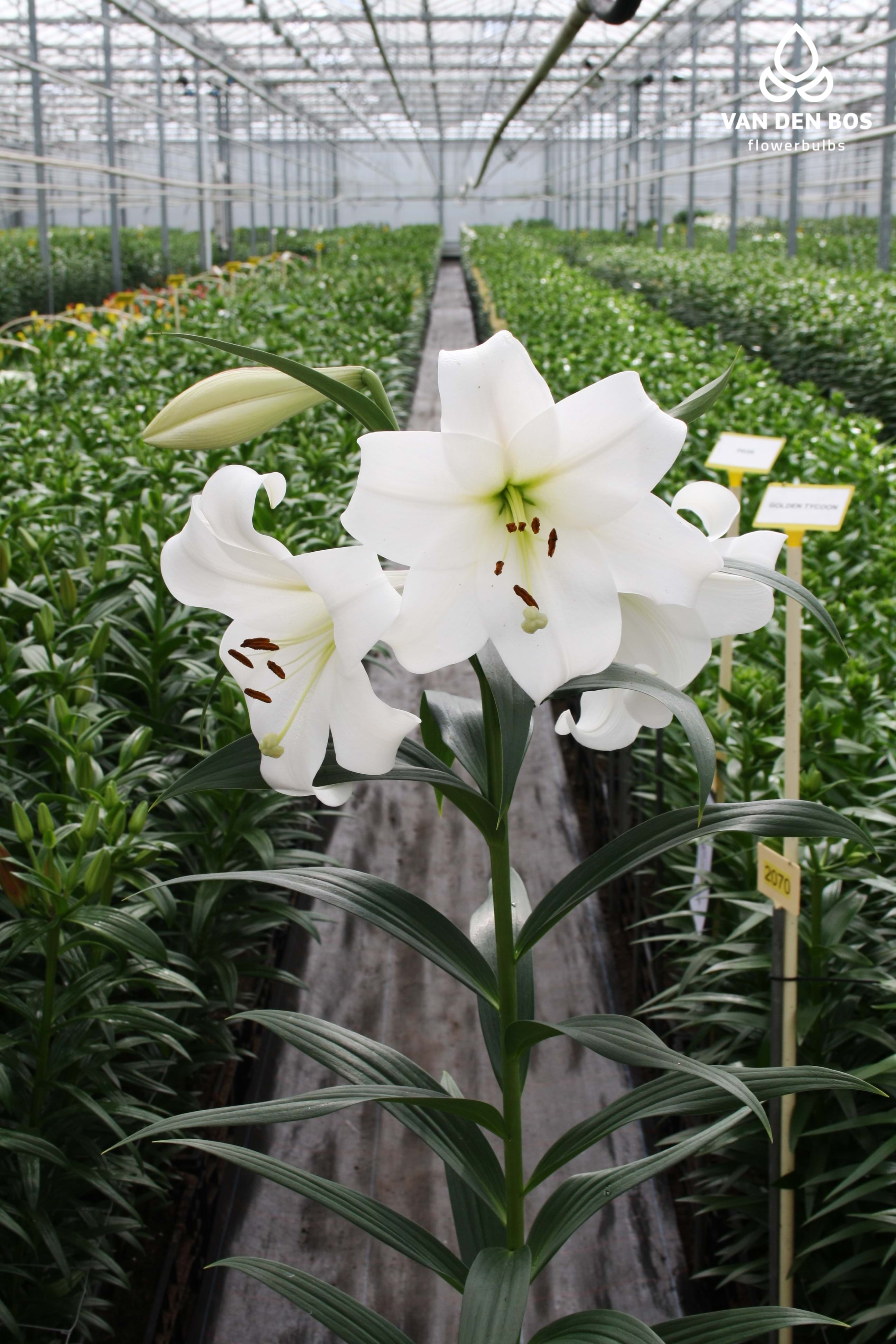 White Triumph® (L.L.O.) - Lily - Van den Bos Flowerbulbs